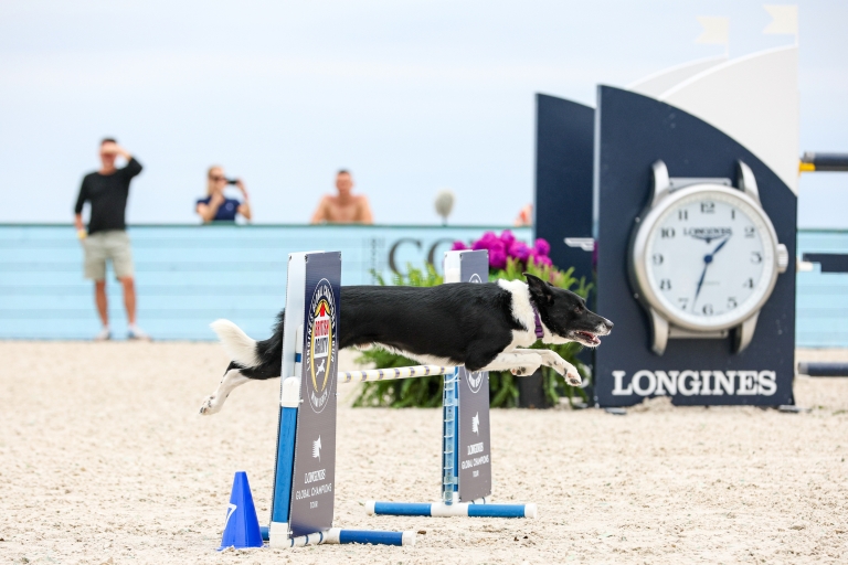 In Pictures: Agility Dogs Jumped Into the Spotlight at LGCT Miami Beach