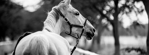 Joint Statement – Longines Global Champions Tour & Doha Equestrian Tour