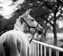 Joint Statement – Longines Global Champions Tour & Doha Equestrian Tour