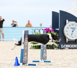 In Pictures: Agility Dogs Jumped Into the Spotlight at LGCT Miami Beach