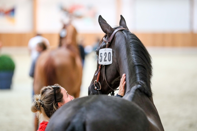 IN PICTURES: Riesenbeck Trot Up