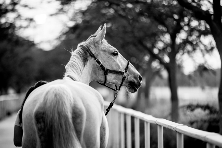 Joint Statement – Longines Global Champions Tour & Doha Equestrian Tour