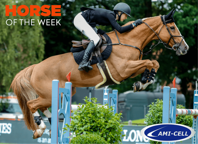 Horse of the week: Hamburg